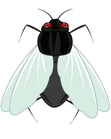 Insect fly on white background is insulatedのイラスト素材