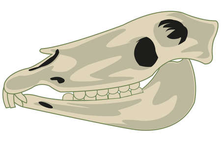 Skull animal horse on white background is insulatedのイラスト素材