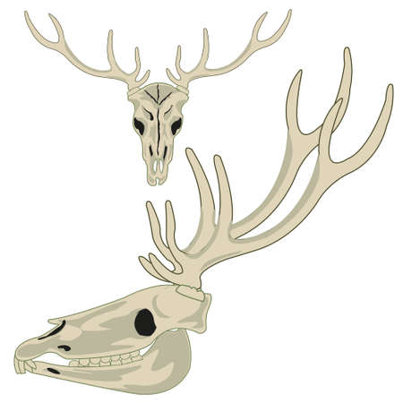 Skull animal deer on white background is insulatedのイラスト素材