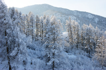 The Landscape wood after snow.Tree and bushes in snowの写真素材