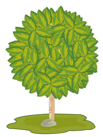 Vector illustration of the round decorative green bushのイラスト素材