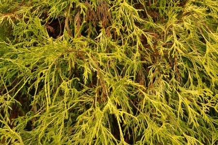 Green and yellow texture from needles
