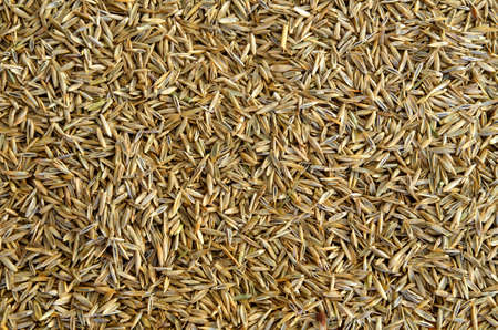 Macro detail of grass seed background