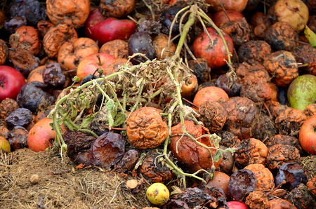 Rotting fruit compost, apples, plums, pearsの写真素材