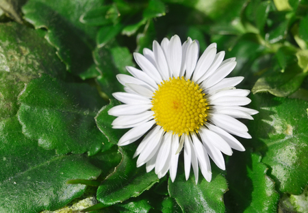 Macro detail of daisy in green leavesの写真素材