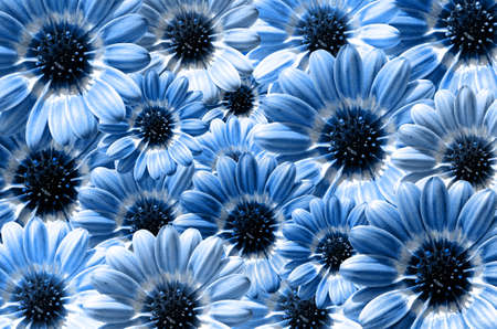 Blue illustration of background created from daisy flower bloomの写真素材