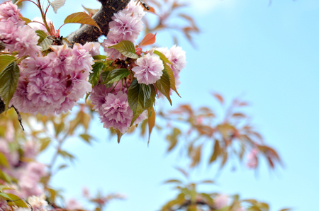 Cherry branch with pink flowers and green leaves in foreground and blue spring sky in backgroundの写真素材