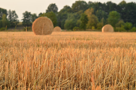 Wheat field after harvest with straw bales at sunset