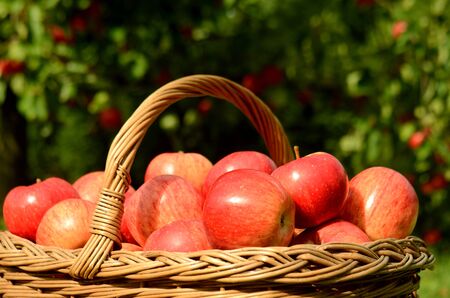 Wicker basket full of red apples in foreground and apple trees in background