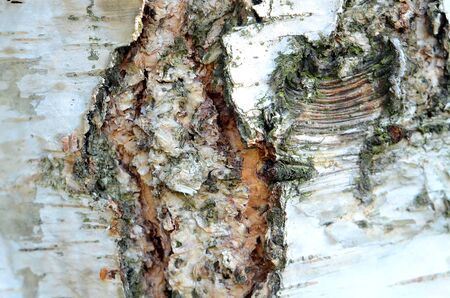 Birch bark close-up texture detail patternの写真素材