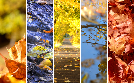 Collage of photos of autumn theme, leaves, dirt road, pool, beautiful alleyの写真素材