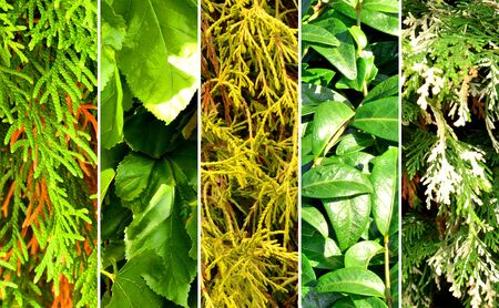 Collage of photos of summer theme, trees - needles, spruce, pine, shrub, yew