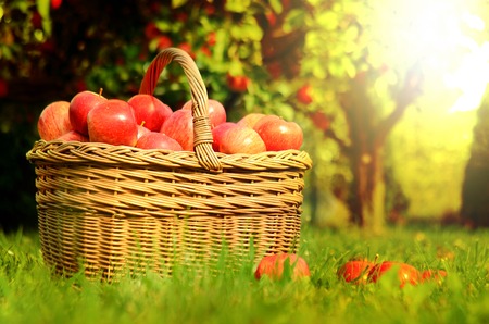 Wicker basket full of red apples in foreground and apple trees in background at sunset stylized to fall themeの写真素材