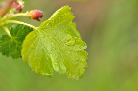 Macro of leaf of gooseberry with raindrops. Beautiful green leaves of gooseberry with water drops at spring.の写真素材