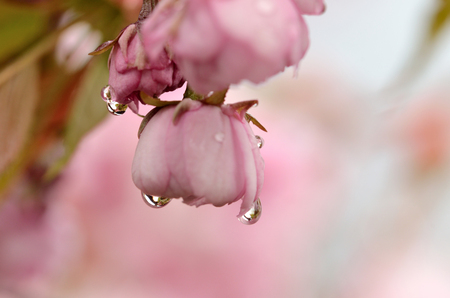 Pink flower blossom with beautiful raindrops backgroundの写真素材