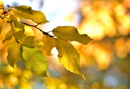 Fall background of golden leaves. Close-up detail.