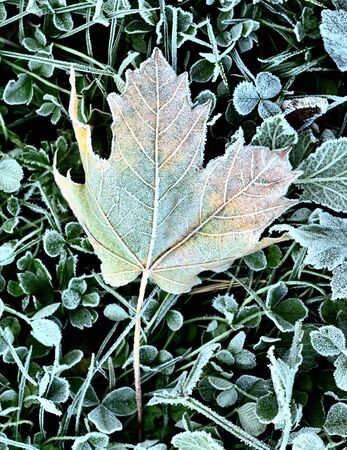 Autumn frozen maple leaf background with hoarfrost. Vertical photo.の写真素材