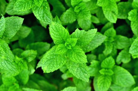 Fresh mint plant grow at vegetable garden texture background.