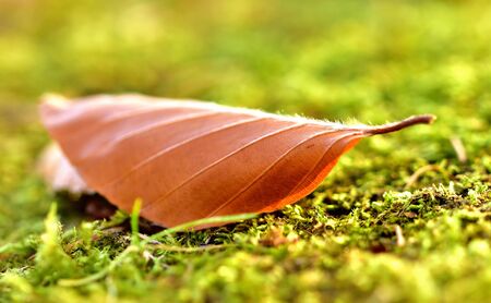 Macro detail of fallen autumn leaf on green mossの写真素材
