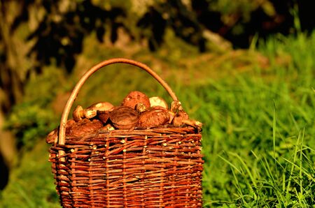 Basket full of edible mushrooms at sunset.の写真素材