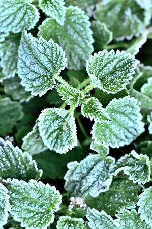 Autumn natural green frozen nettle leaves background with hoarfrost.の写真素材