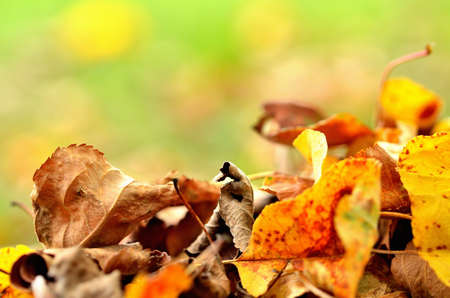 Fallen autumn leaves on grass background. Close-up.