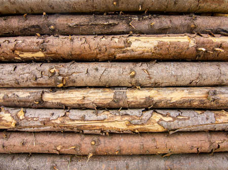 Unprocessed wooden logs with bark background texture.の写真素材