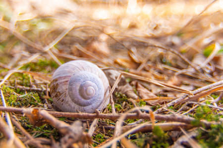 Artistic detail of a snail shell with nice bokeh