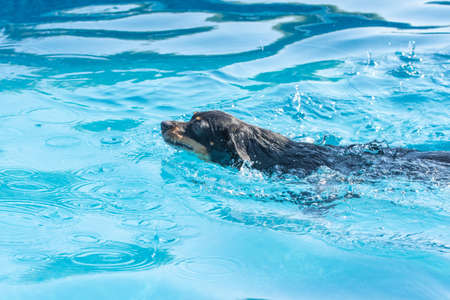 Swimming dog, ratter in the pool. Cute wet dog
