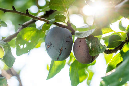 Close-up of a plum on a tree. Photographed against the sun, the suns rays in the backlight.の写真素材
