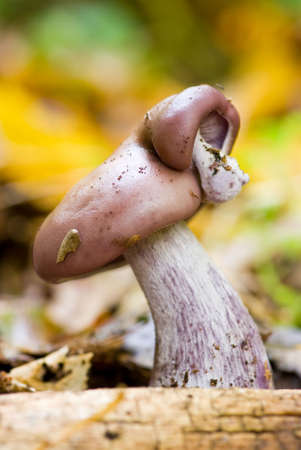 Wood Blewit or Lepista nuda. A close-up of two mushrooms.の写真素材