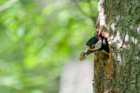 Dendrocopos major. Great Spotted Woodpecker sitting on a treeの写真素材