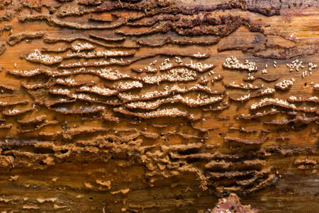 Ants working group. Evacuation eggs.の写真素材