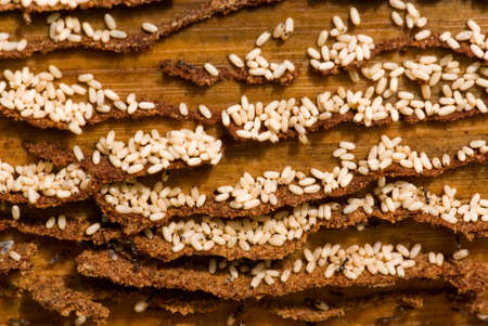 Ants working group. Evacuation eggs.の写真素材