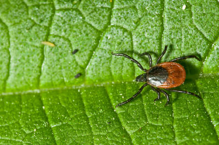 Castor bean tick on the leaf. Ixodes ricinus.
