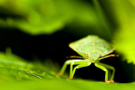 Green shield bug between the leaves. Palomena prasina.の写真素材