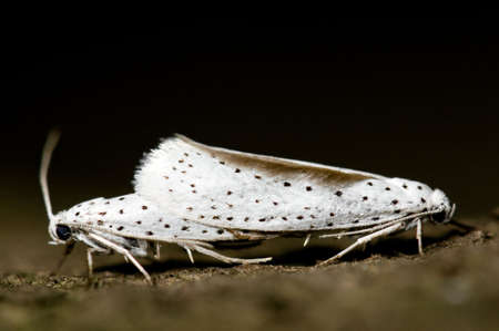 Ermine displaying sexual behavior. Yponomeuta.の写真素材