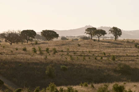 Portugal. Alantejo - dry portuguese region.の写真素材