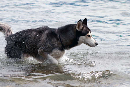 young husky waiting for the ball to catchの写真素材
