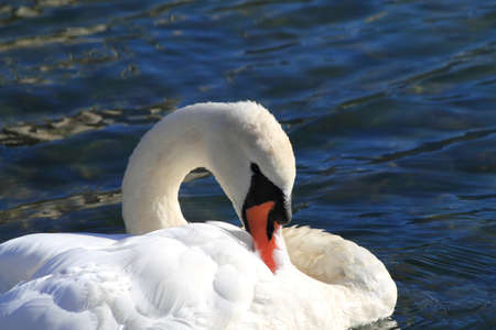 swan who is about to relaxの写真素材