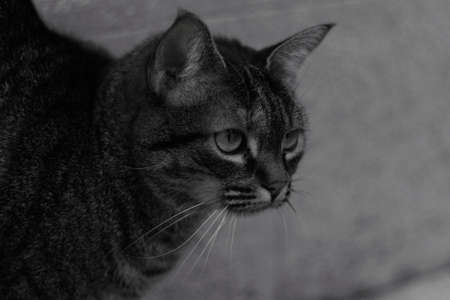 Cat attitudeの写真素材