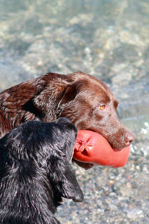 Dogs attitude