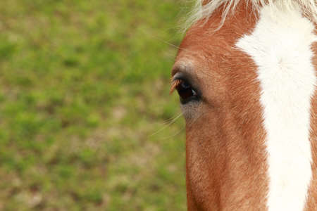 Horsesの写真素材