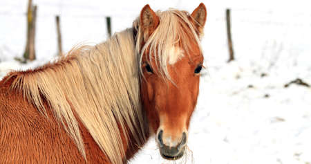 Horsesの写真素材