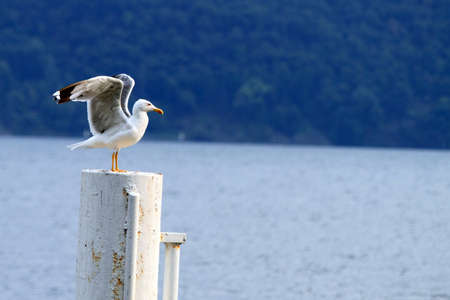 seagull attitudeの写真素材