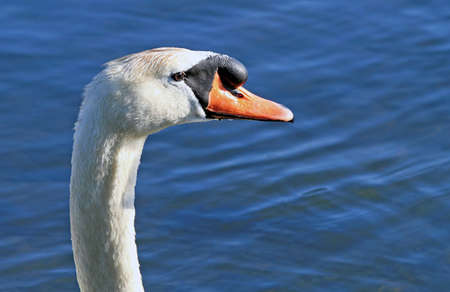 Swan attitude