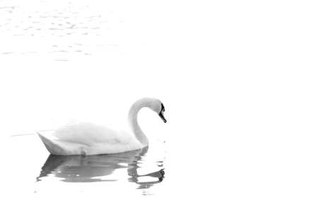 Swan attitudeの写真素材