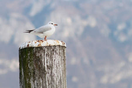 seagull attitudeの写真素材