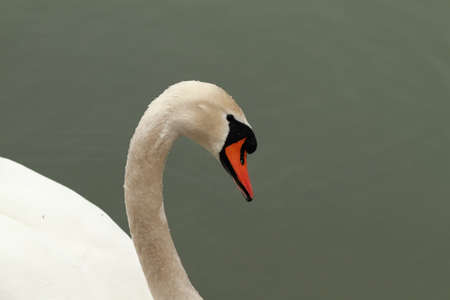 Swan attitudeの写真素材