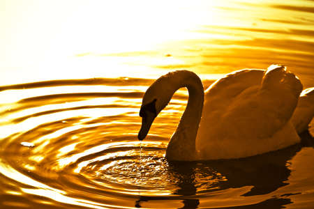 swan & sunsetの写真素材